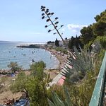 Aloe Vera - View from terrace